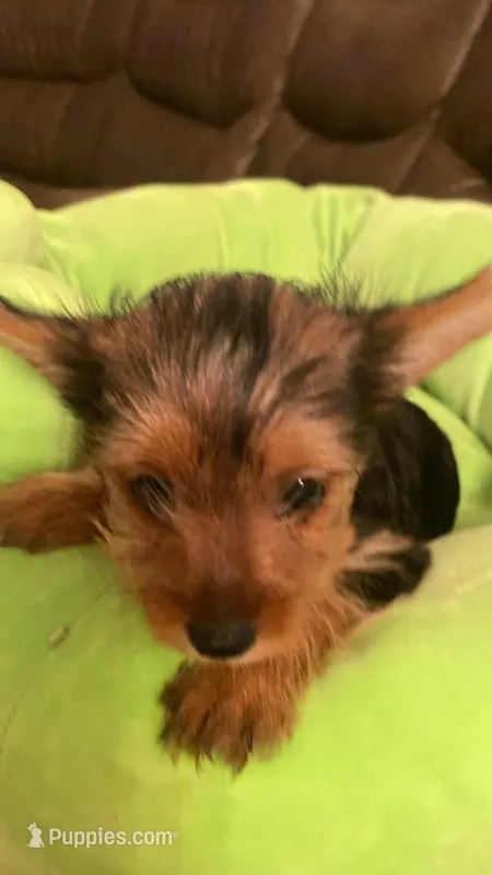 Boy 2 – Yorkshire Terrier puppy for sale in Fort Lauderdale, FL