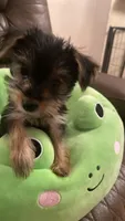Girl 2, a female Yorkshire Terrier for sale in Fort Lauderdale, FL – 1 of 1