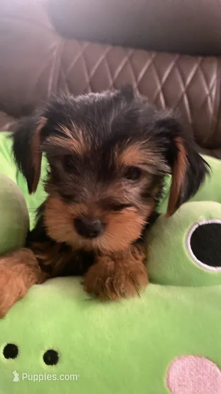 No name  – Yorkshire Terrier puppy for sale in Fort Lauderdale, FL