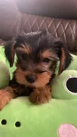 No name , a male Yorkshire Terrier for sale in Fort Lauderdale, FL – 1 of 1
