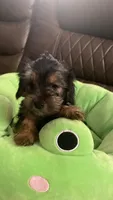 Girl 1, a female Yorkshire Terrier for sale in Fort Lauderdale, FL – 1 of 1