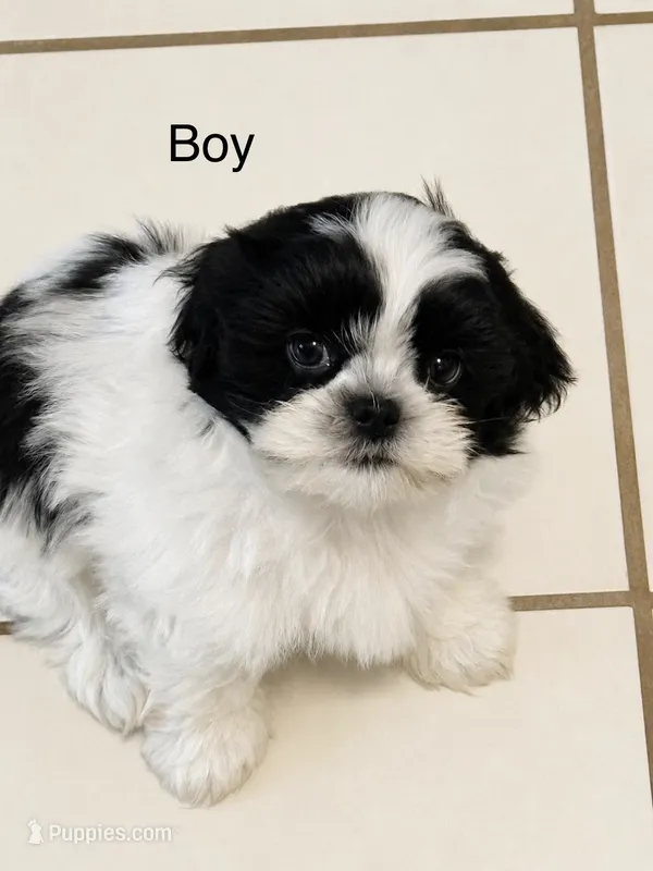 Buddy – Shih Tzu puppy for sale in Floresville, TX