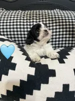 Buddy, a male Shih Tzu for sale in Floresville, TX – 2 of 2