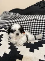 CB, a female Shih Tzu for sale in Floresville, TX – 2 of 2