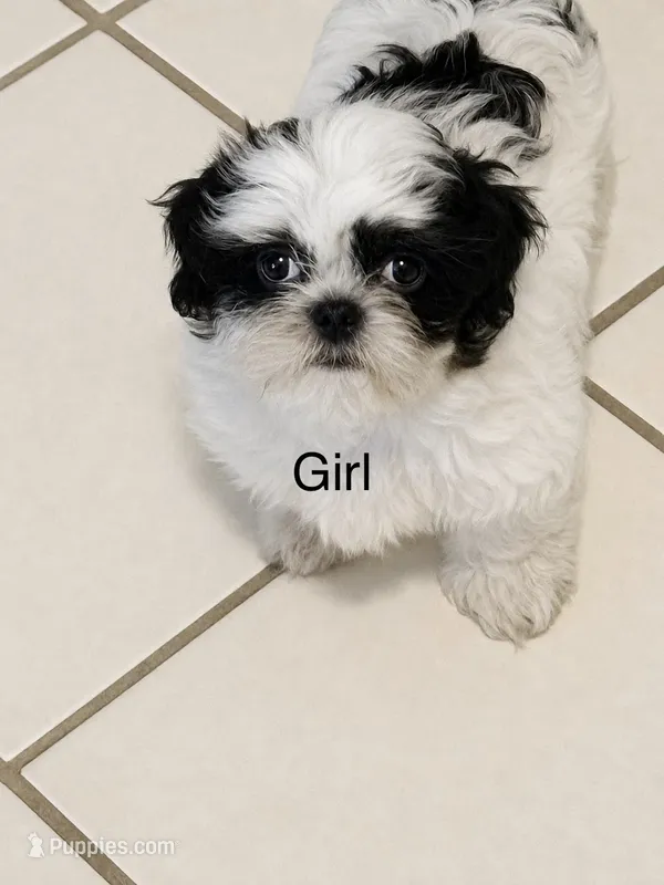 CB – Shih Tzu puppy for sale in Floresville, TX