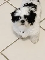 CB, a female Shih Tzu for sale in Floresville, TX – 1 of 2
