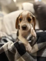 Beagle puppy , a male Beagle for sale in Warwick, RI – 2 of 2