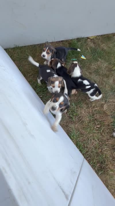 Beagle puppies males and females , a female Beagle for sale in Warwick, RI – 1 of 1