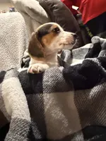 Beagle Puppy , a female Beagle for sale in Warwick, RI – 1 of 2