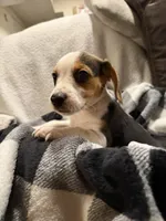 Beagle Puppy , a female Beagle for sale in Warwick, RI – 2 of 2