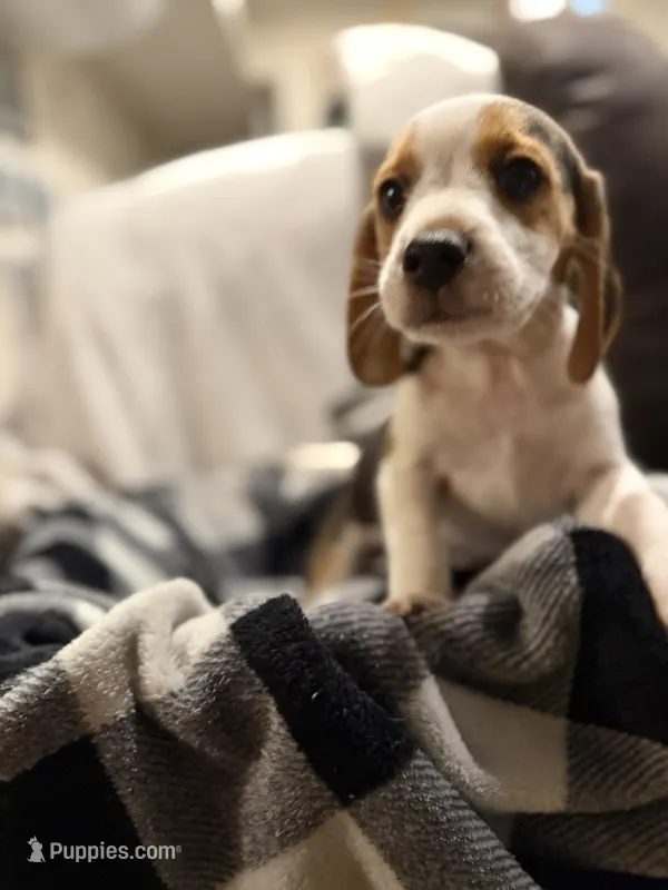 Beagle puppy  – Beagle puppy for sale in Warwick, RI