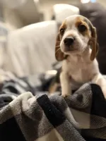 Beagle puppy , a male Beagle for sale in Warwick, RI – 1 of 2