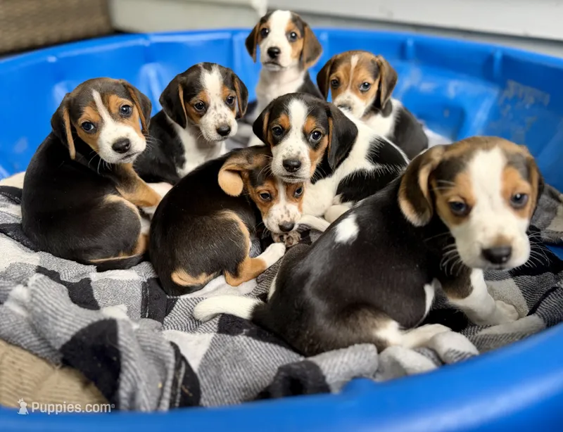 Beagle puppies males and females  – Beagle puppy for sale in Warwick, RI