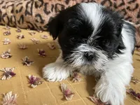 Sunny - AKC Registered, a male Shih Tzu for sale in Livonia, MI – 5 of 5