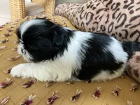 Sunny - AKC Registered, a male Shih Tzu for sale in Livonia, MI – 3 of 5
