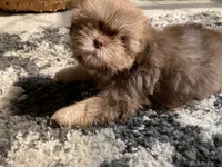 Rosie - AKC Registered Shih Tzu , a female Shih Tzu for sale in Livonia, MI – 3 of 3