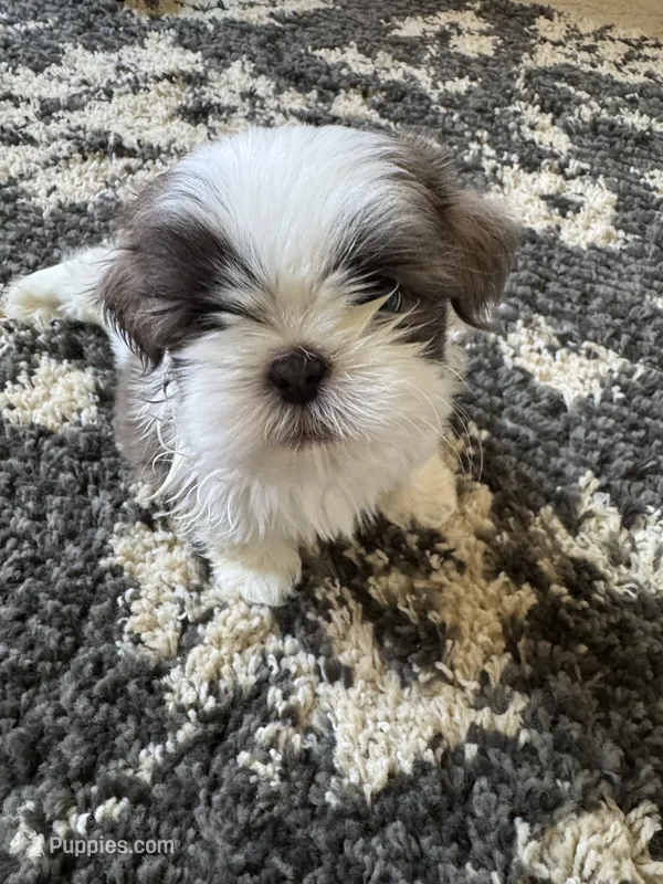 River - AKC Registered – Shih Tzu puppy for sale in Livonia, MI