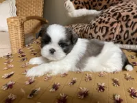River - AKC Registered, a male Shih Tzu for sale in Livonia, MI – 4 of 5