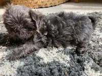 Hudson - AKC Registered Shih Tzu , a male Shih Tzu for sale in Livonia, MI – 3 of 3