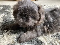 Hudson - AKC Registered Shih Tzu , a male Shih Tzu for sale in Livonia, MI – 1 of 3