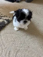 Sunny - AKC Registered, a male Shih Tzu for sale in Livonia, MI – 7 of 7