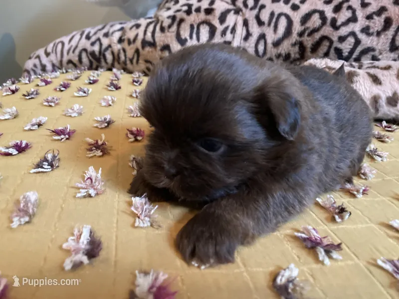 Bruno- AKC Shih Tzu – Shih Tzu puppy for sale in Livonia, MI