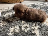 Cooper - AKC Registered Shih Tzu, a male Shih Tzu for sale in Livonia, MI – 3 of 3