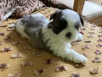 River - AKC Registered, a male Shih Tzu for sale in Livonia, MI – 3 of 5