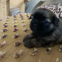 Finn, a male Shih Tzu for sale in Livonia, MI – Photo 2 of 5