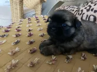 Finn, a male Shih Tzu for sale in Livonia, MI – Photo 2 of 5