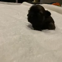 Finn, a male Shih Tzu for sale in Livonia, MI – Photo 4 of 5