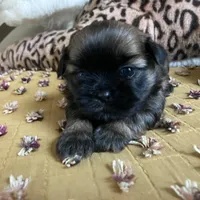 Finn, a male Shih Tzu for sale in Livonia, MI – Photo 1 of 5