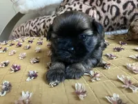 Finn, a male Shih Tzu for sale in Livonia, MI – Photo 1 of 5