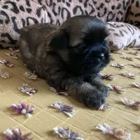 Finn, a male Shih Tzu for sale in Livonia, MI – Photo 3 of 5