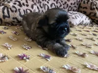 Finn, a male Shih Tzu for sale in Livonia, MI – Photo 3 of 5