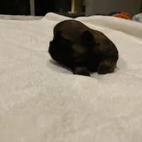 Finn, a male Shih Tzu for sale in Livonia, MI – Photo 5 of 5