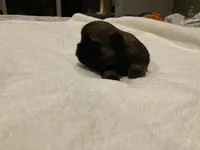 Finn, a male Shih Tzu for sale in Livonia, MI – Photo 5 of 5