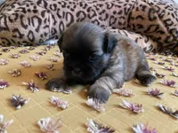 Baxter- AKC Shih Tzu , a male Shih Tzu for sale in Livonia, MI – 3 of 3