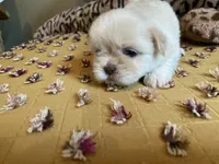 Winston - AKC Shih Tzu , a male Shih Tzu for sale in Livonia, MI – 2 of 3