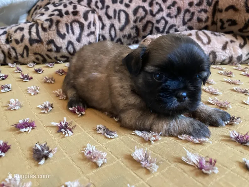 Baxter- AKC Shih Tzu  – Shih Tzu puppy for sale in Livonia, MI