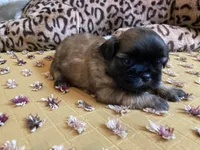 Baxter- AKC Shih Tzu , a male Shih Tzu for sale in Livonia, MI – 1 of 3