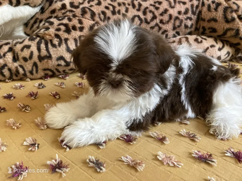 Milo - AKC Registered Shih Tzu – Shih Tzu puppy for sale in Livonia, MI