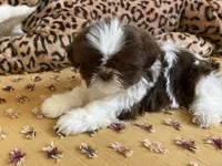 Milo - AKC Registered Shih Tzu, a male Shih Tzu for sale in Livonia, MI – 1 of 3