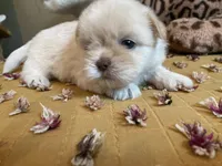 Winston - AKC Shih Tzu , a male Shih Tzu for sale in Livonia, MI – 3 of 3