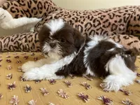 Milo - AKC Registered Shih Tzu, a male Shih Tzu for sale in Livonia, MI – 2 of 3