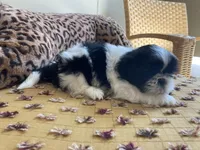 Sunny - AKC Registered, a male Shih Tzu for sale in Livonia, MI – 2 of 5