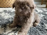 Finn - AKC Registered Shih Tzu, a male Shih Tzu for sale in Livonia, MI – 3 of 3