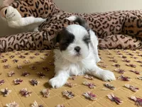River - AKC Registered, a male Shih Tzu for sale in Livonia, MI – 2 of 5