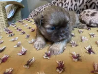 Teddy - AKC Shih Tzu , a male Shih Tzu for sale in Livonia, MI – 3 of 3