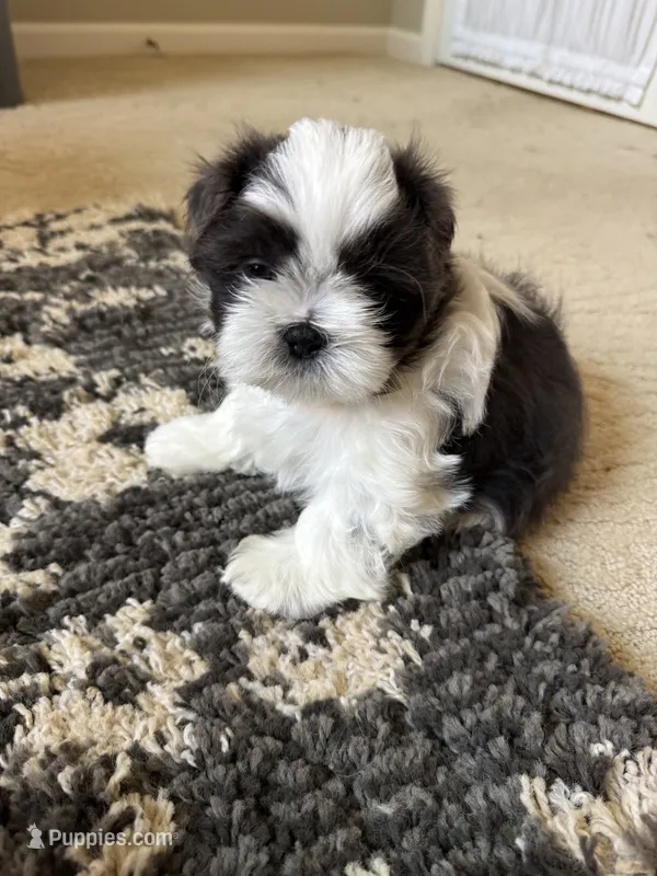 Brooks - AKC Registered – Shih Tzu puppy for sale in Livonia, MI